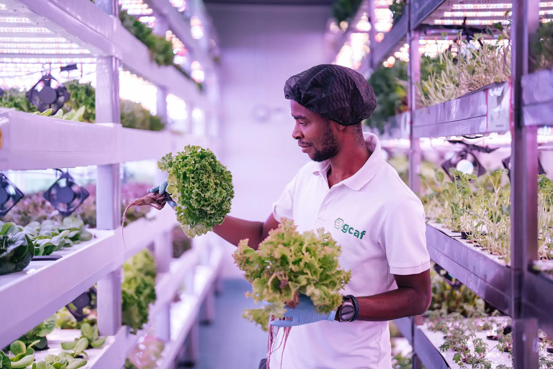 Conrad Dubai Hydroponic farm