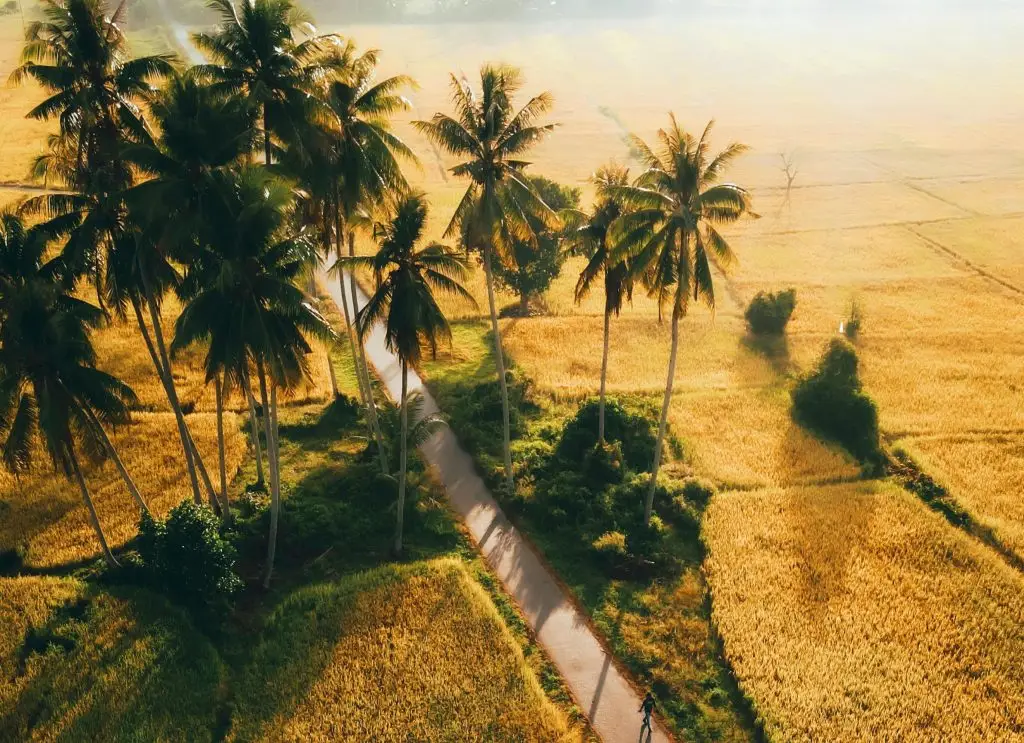 Aerial View of Small Palm Grove in Crop Fields in Terengganu, Malaysia. Picture by Johan Armang/Pexels.com
