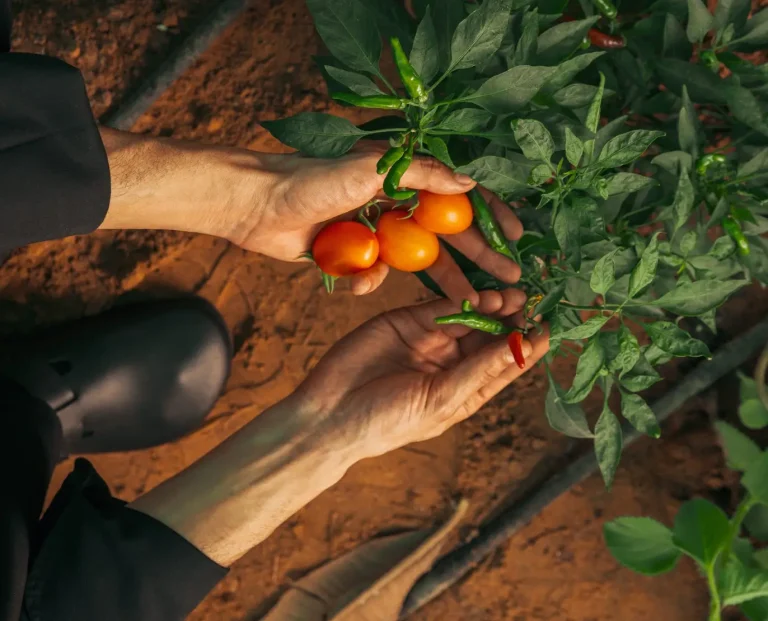 Mövenpick Downtown Dubai: A Deep Dive into Sustainable Hospitality