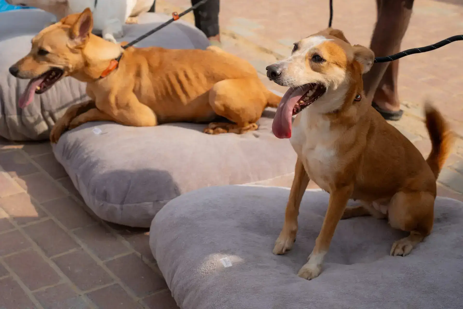 Rixos Premium Dubai starts 2026 with a visit to the Stray Dog Center, donating food and 50 handcrafted dog beds made from upcycled hotel textiles.