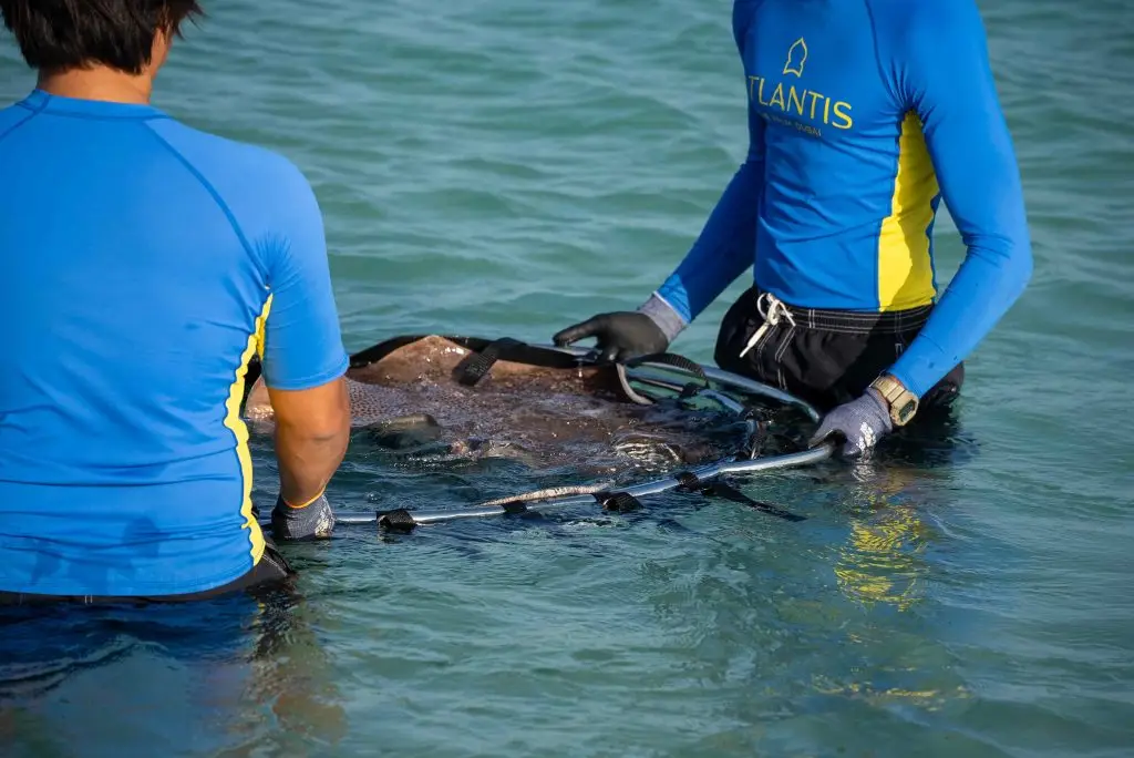 Atlantis Dubai and Dubai Environment Authority Release Sharks and Rays at Jebel Ali Sanctuary