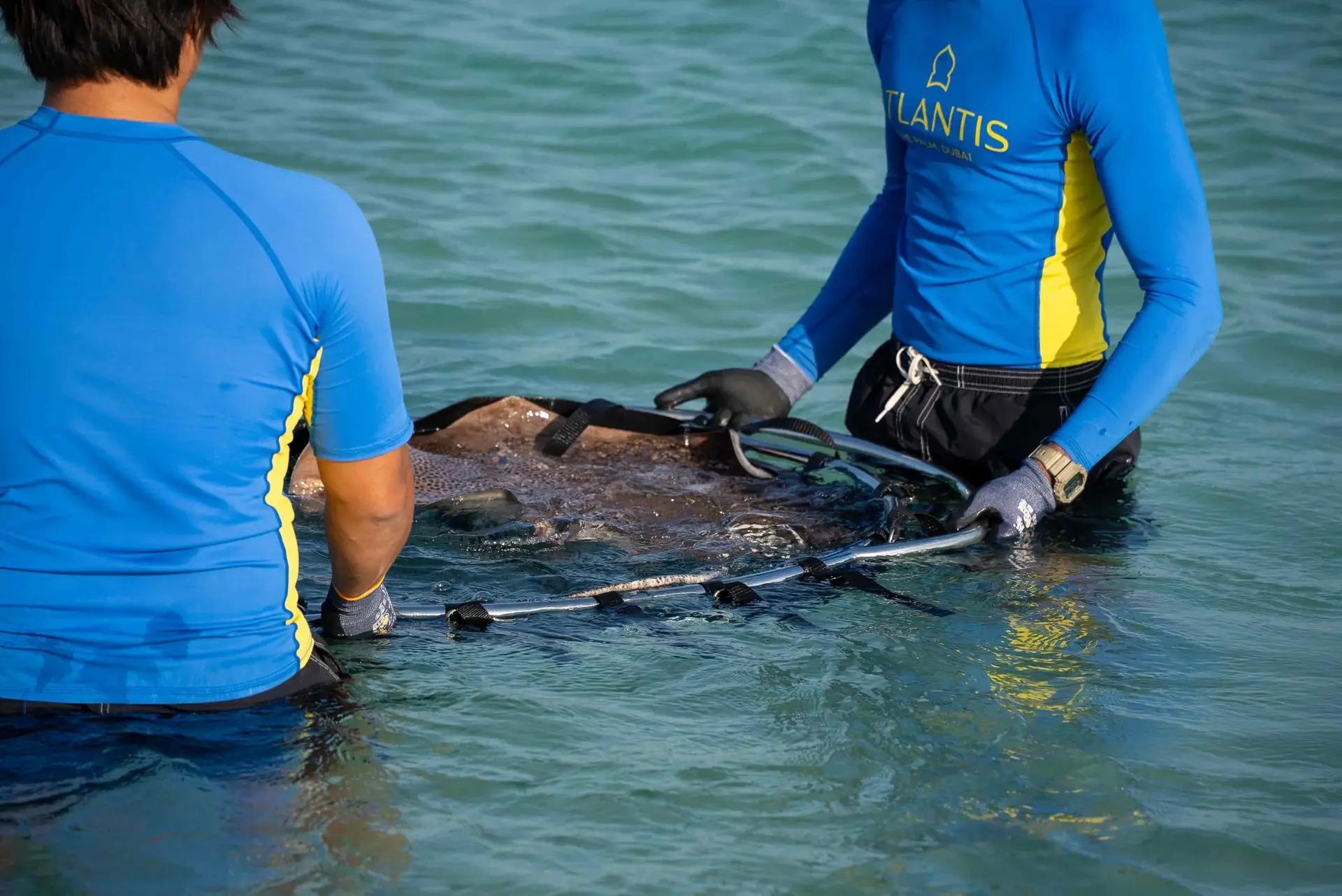 Atlantis Dubai and Dubai Environment Authority Release Sharks and Rays at Jebel Ali Sanctuary