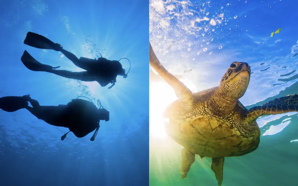 Fujairah offers something particularly valuable: an underwater escape that does not require leaving the UAE. Image credit: https://divesandy.com/
