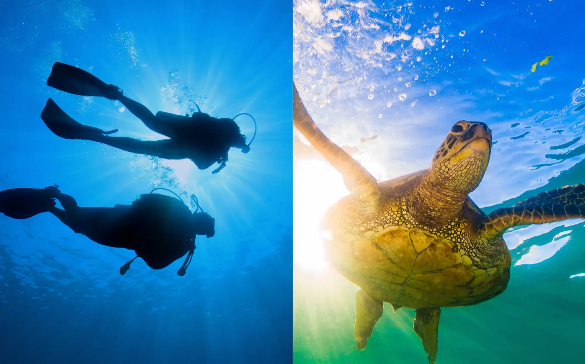 Fujairah offers something particularly valuable: an underwater escape that does not require leaving the UAE. Image credit: https://divesandy.com/